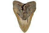 Robust, Fossil Megalodon Tooth - North Carolina #199701-1